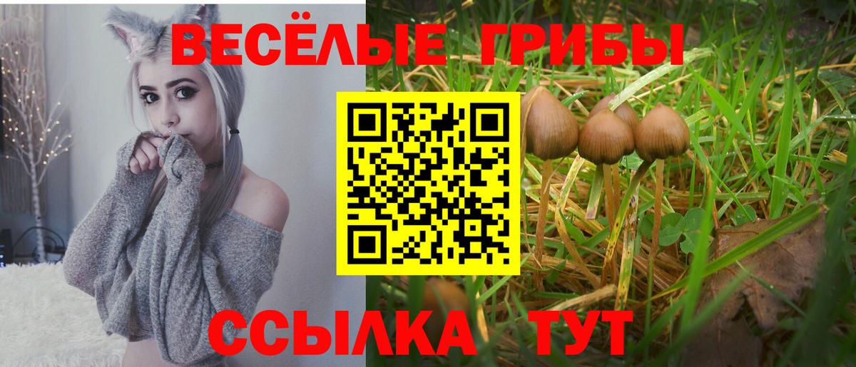 Заречный  Псилоцибиновые грибы ЛСД  Вход с VPN  Галлюциногенные грибы Psilocybine cubensis 